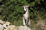 WHIPPET 166